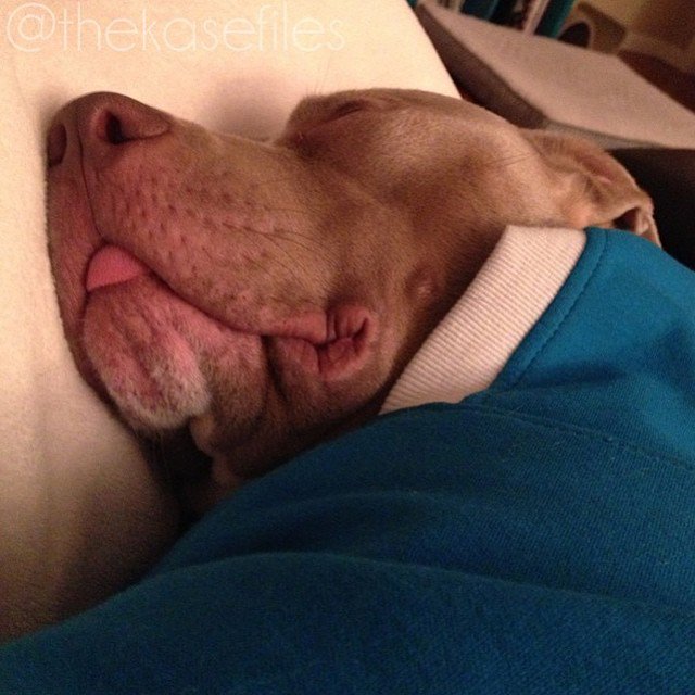FurryCuddlyPets's tweet photo. https://t.co/VWVJvE8mCj