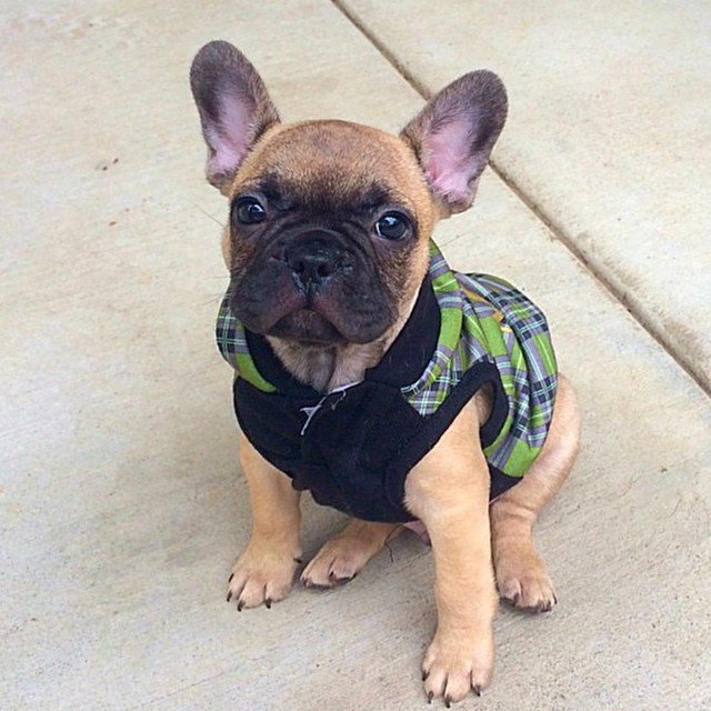 FurryCuddlyPets's tweet photo. https://t.co/GujwiDTMcB