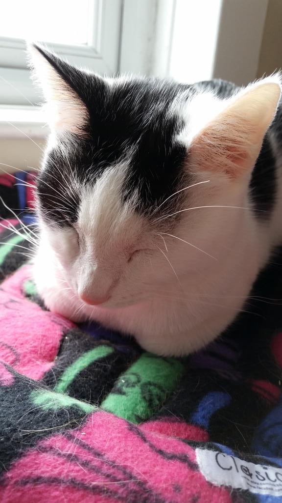 clasicats's tweet photo. Good morning Twitter land #whiskerswednesday #snoozykitty https://t.co/ppGw7Ev4Pe