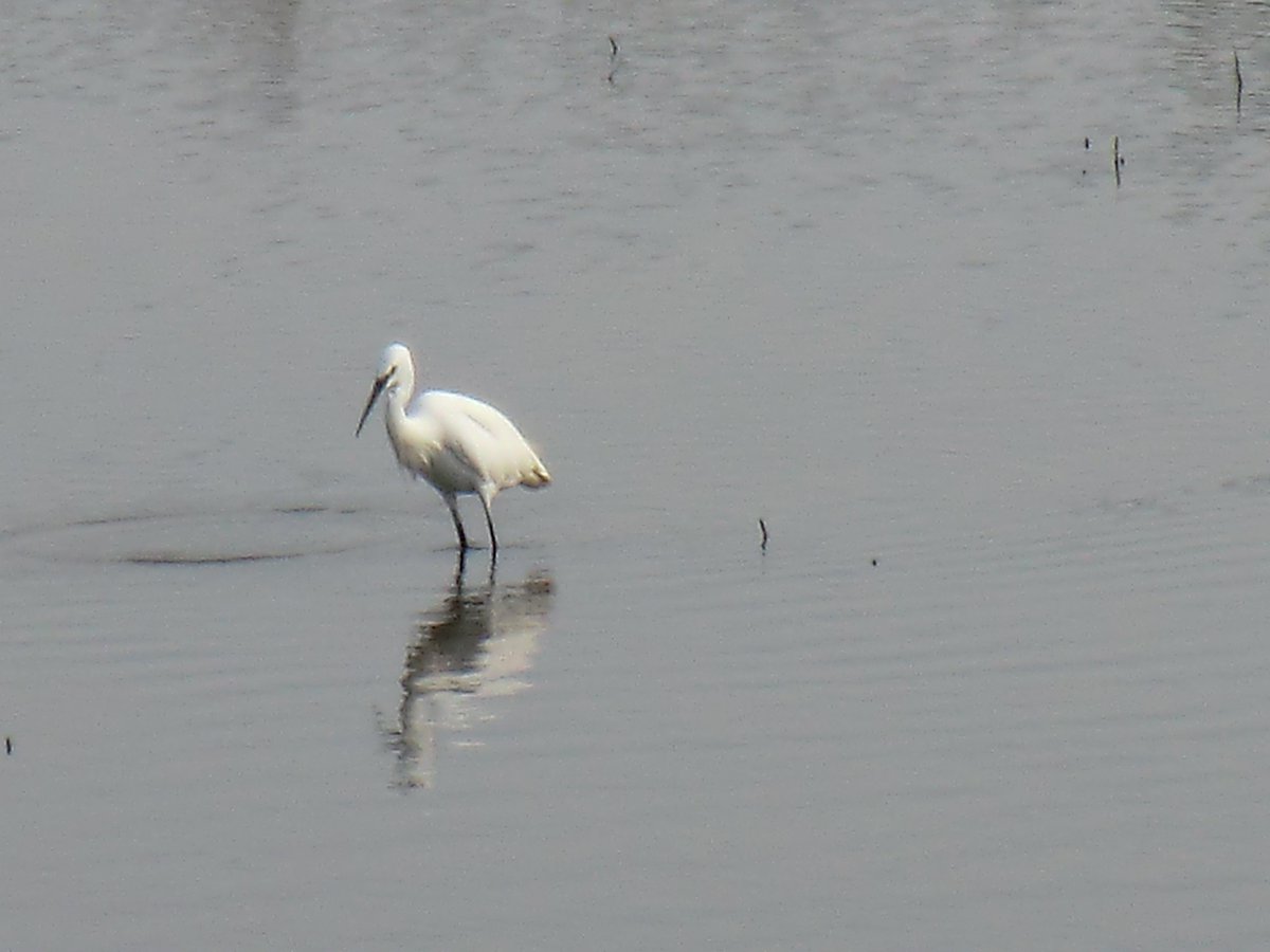 StayInBritain's tweet photo. A little egret at #WellNextSea. They arrived in 1989 and have increased their range around the south and east coast. https://t.co/a0bIPRTfrV