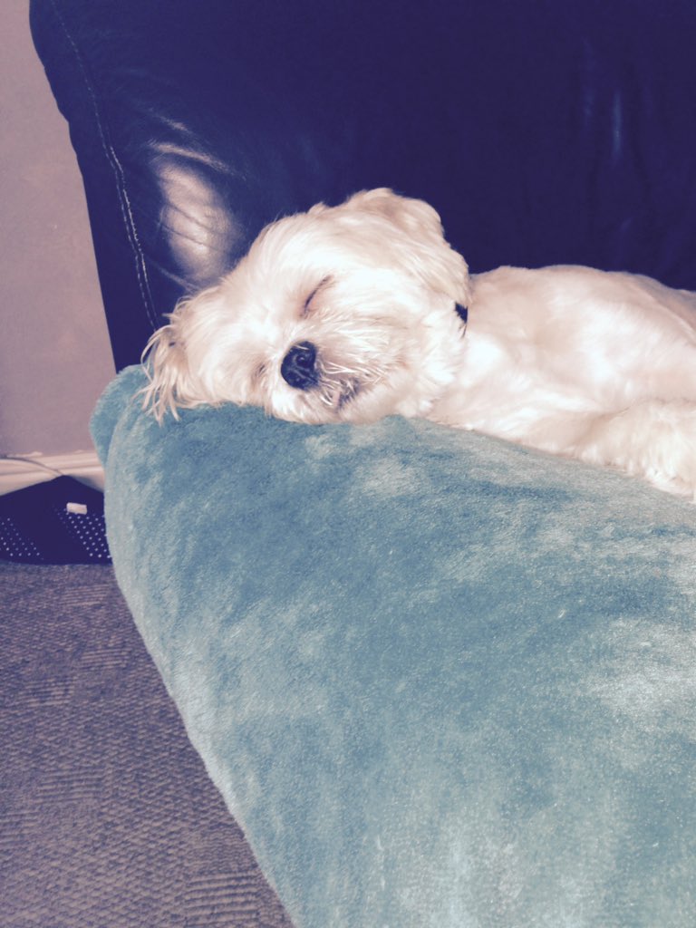 ZGillsepie's tweet photo. I wish I was him! https://t.co/vo2Z2O8AXn
