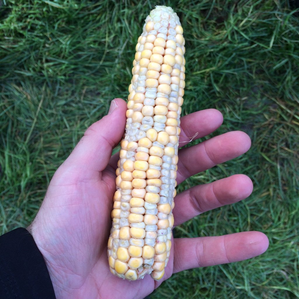 LallemandUK_IRL's tweet photo. Seen any maize cobs like this? Missing grains are aborted sites, caused by plant being stressed. #silage15 https://t.co/HvWR9VMJOr