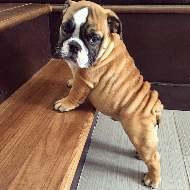 FurryCuddlyPets's tweet photo. https://t.co/WbvsWMTFIz
