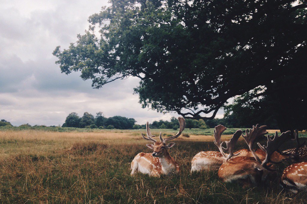 tessasset's tweet photo. @MyiStoreSA 'The Wilds of London' by Tessa Brown #iPhoneographyCommunity https://t.co/ELNuz0KEVE