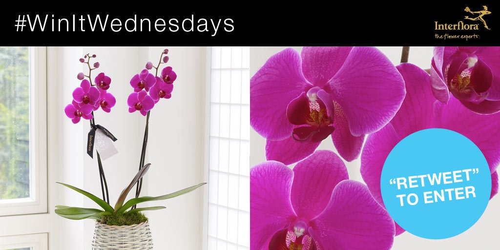 InterfloraUK's tweet photo. It’s #WinItWednesday! RT &amp; follow for a chance to #win our Divine Twin Stemmed Orchid //ow.ly/zgJAl https://t.co/nzIOIjppLY