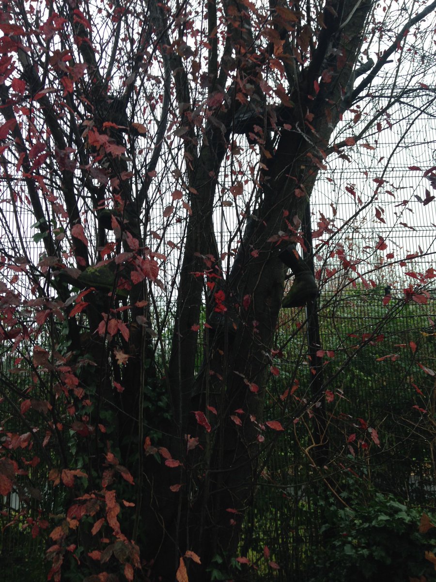 station407's tweet photo. Fallen leaves have revealed the boots once more. #restoration #boottree #architect #oldandnew @MCGARRYMOON https://t.co/amO4vM2ptH
