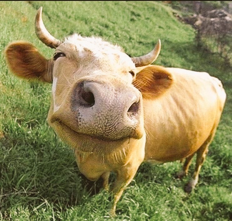 BrandRepHub's tweet photo. The happiest cows in the world live in Watford, apparently @Taylors @BrandRepublic #BRSessions https://t.co/iPQzscIrin