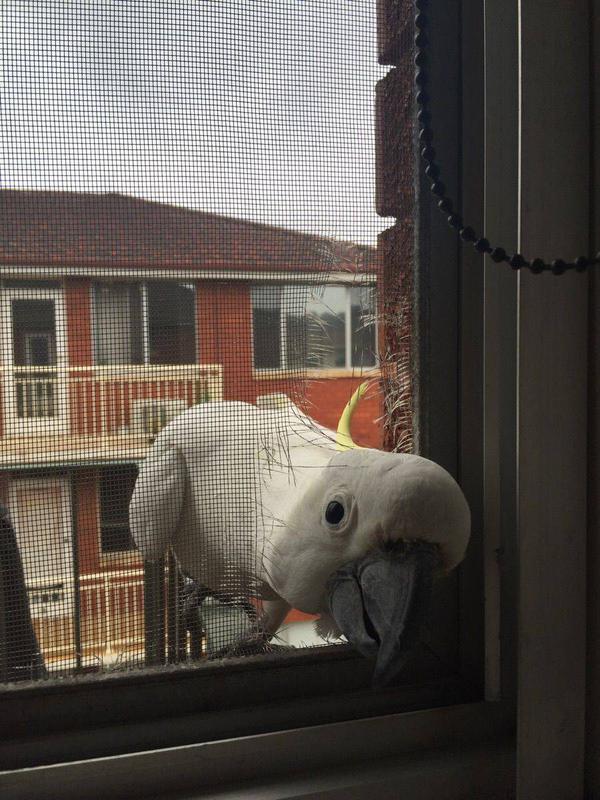 BeBeCode's tweet image. “Hi, I’d like to add you to my professional network on LinkedIn”