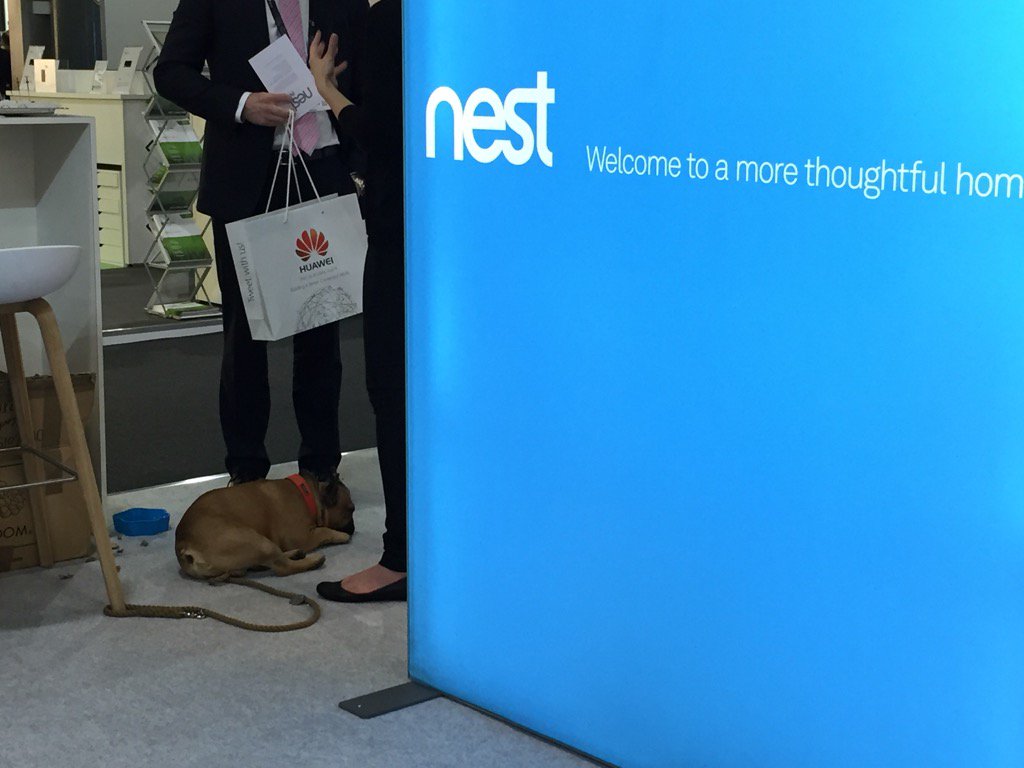 gaiagallotti's tweet photo. New entrant to the energy industry?? #EUW2015 #nest #Google #dog #puppy https://t.co/VS62Xr84EQ