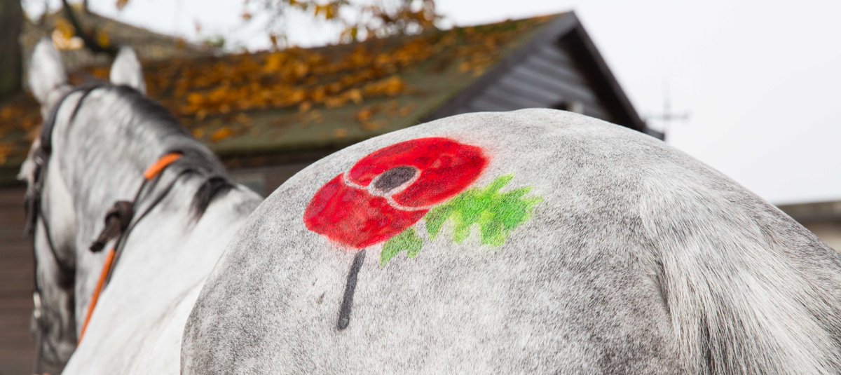 JSCComms's tweet photo. .@188Bet sponsoring N.Henderson runners &amp; Coneygree who will have a poppy 1/4 mark at Sandown on Sunday @PoppyLegion https://t.co/1SeZR2WiHp