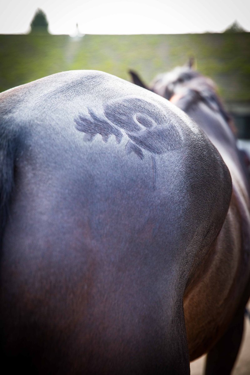 JSCComms's tweet photo. .@188Bet sponsoring N.Henderson runners &amp; Coneygree who will have a poppy 1/4 mark at Sandown on Sunday @PoppyLegion https://t.co/1SeZR2WiHp