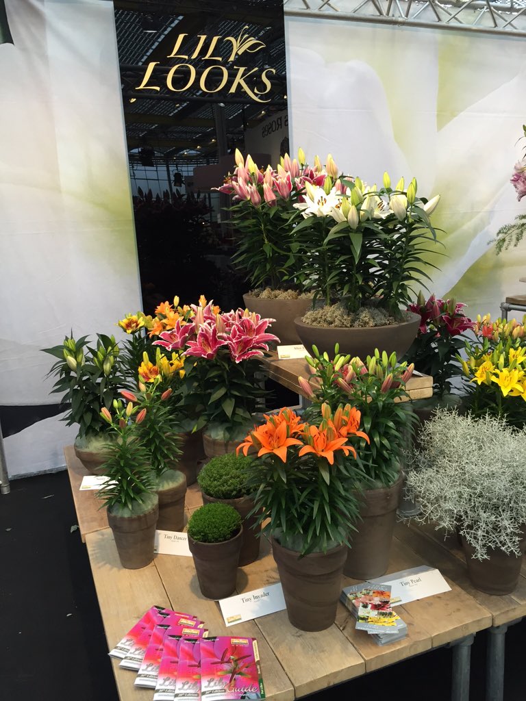 Lovely LilyLooks pot oriental and asiatic lilies at the IFTF exhibition in Vijfhuizen.