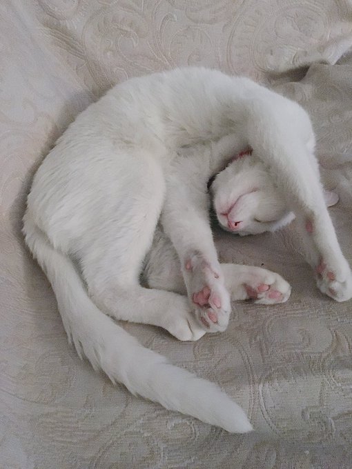 Sleepy baby 💤🐱💞 https://t.co/rMJwj5mw7a<a href="/tag/yummy"class="tags"><span>#yummy</span></a><a href="/tag/eatingclean"class="tags"><span>#eatingclean</span></a><a href="/tag/juicecleanse"class="tags"><span>#juicecleanse</span></a>