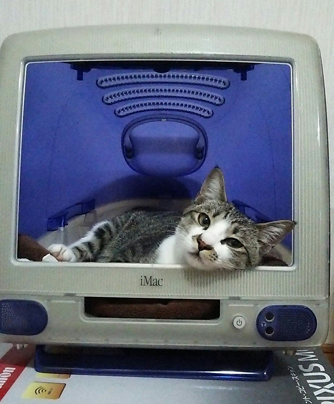 iMac＋ネコ＝iCat？猫ハウス化したiMac / Twitter