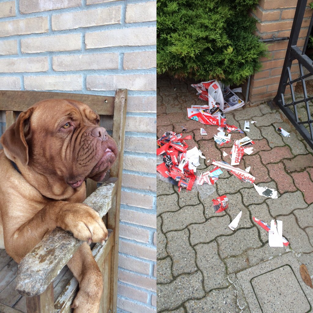 C_Graziana's tweet photo. Bruno hai visto la mia rivista? Rivista, quale rivista ? ๐ค๐ณ https://t.co/Hhp0rpVprx