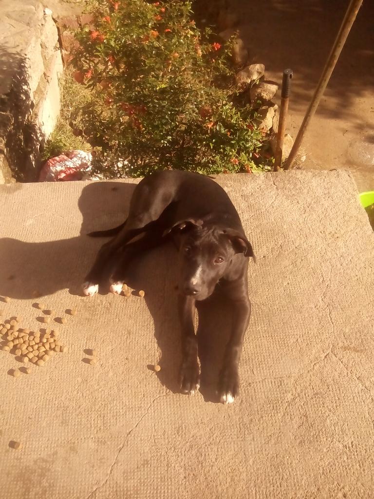 kiko_626's tweet photo. @SoloPitbullES mi perrita goa con tres meses para comersela :)))) https://t.co/Iozfu7NuEO