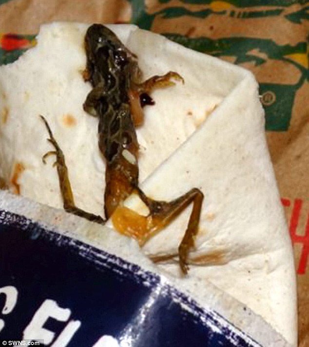 Imagini pentru frog in mcdonald's wrap