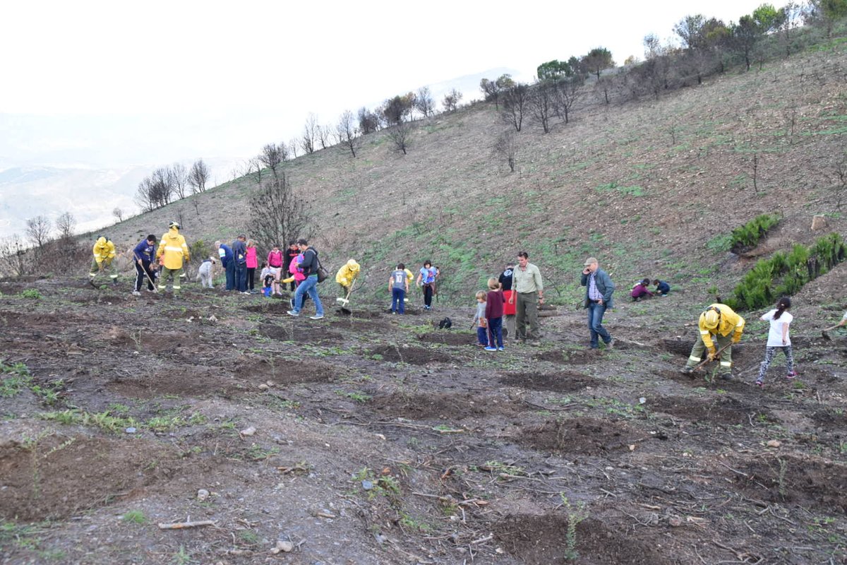 Plan_INFOCA's tweet photo. Escolares de #CastelDeFerro - #Granada participan en la reforestación de la zona quemada en #Lújar el pasado julio. https://t.co/rfuwedGmo2