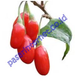 Kandungan Fiforlife