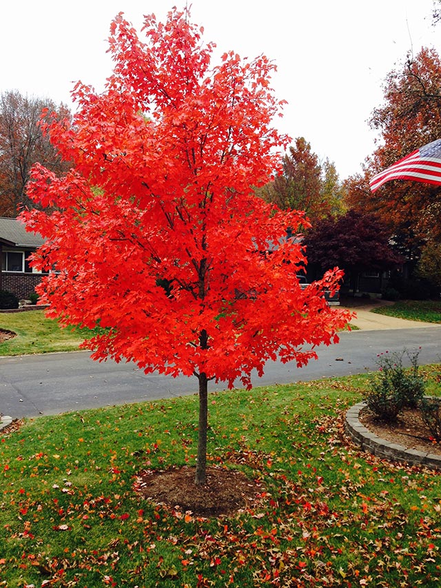 KMOV's tweet photo. Check out this fall photo Cortnie took! Use #Fall4Kent to share your photos! https://t.co/NtACiM20CF