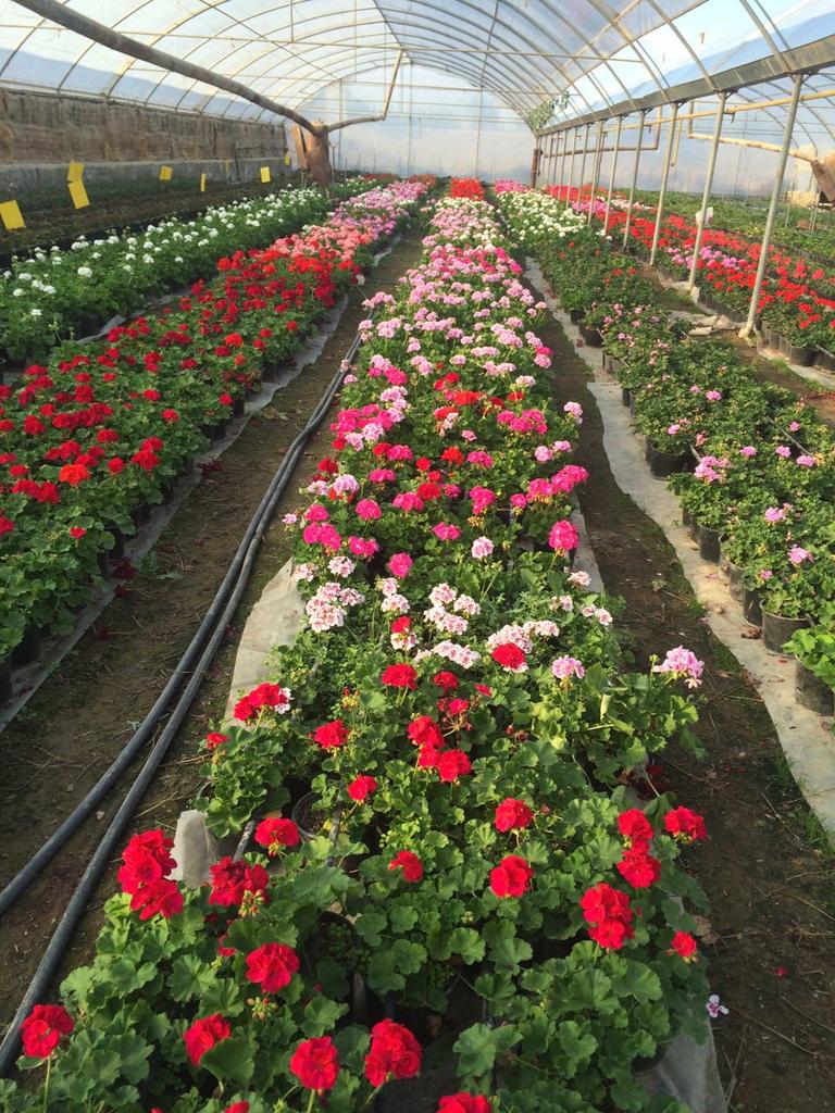 smart_been's tweet photo. #smartbeen #smart #greenhouse
SmartBeen is a #hardware #startup. https://t.co/ZEFLbZ7BFf