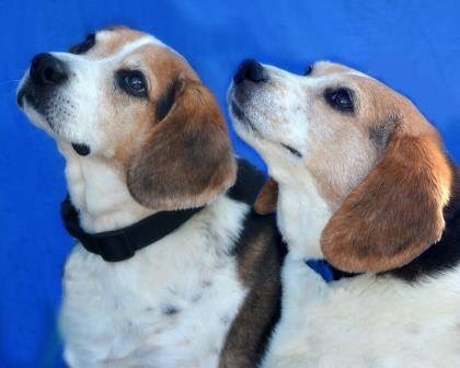 YourSPCA's tweet photo. Buddy and Snoopy are two old buds who need a home! Listen at 8.10 am on @mystar1025 with @RobLucas2! https://t.co/HiOuNzSklb