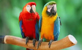 brauliocurso's tweet photo. Que buena pareja hacen. ¿Te gustan lo loros  @lsanchezmartin ? https://t.co/pE6jxZXCzO
