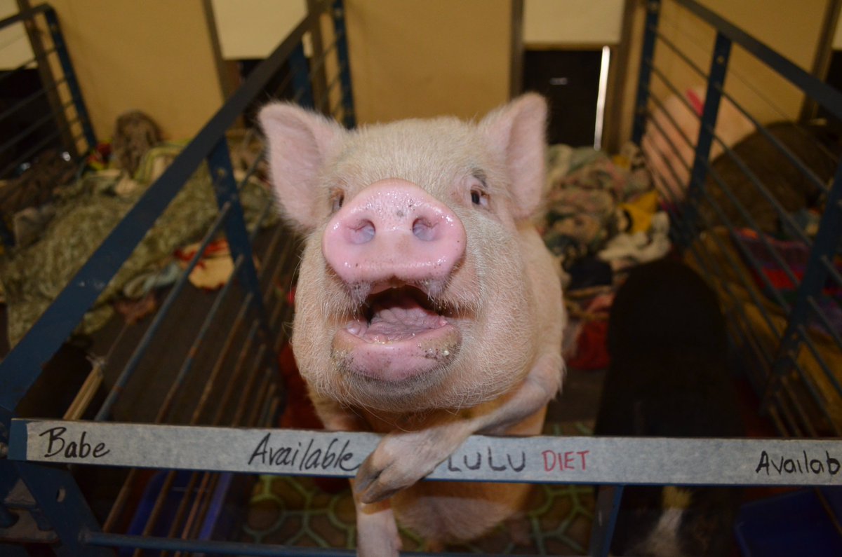 RossMillFarm's tweet photo. Feed me! I'm starving!  
Pigs are always so dramatic when it comes to food. #hungry #piggies #pigs #love #haha #farm https://t.co/4oBXSMTApa
