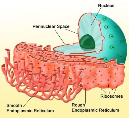 EReticulum_'s tweet photo. #OrganelleWars https://t.co/GXo6bzQZu9