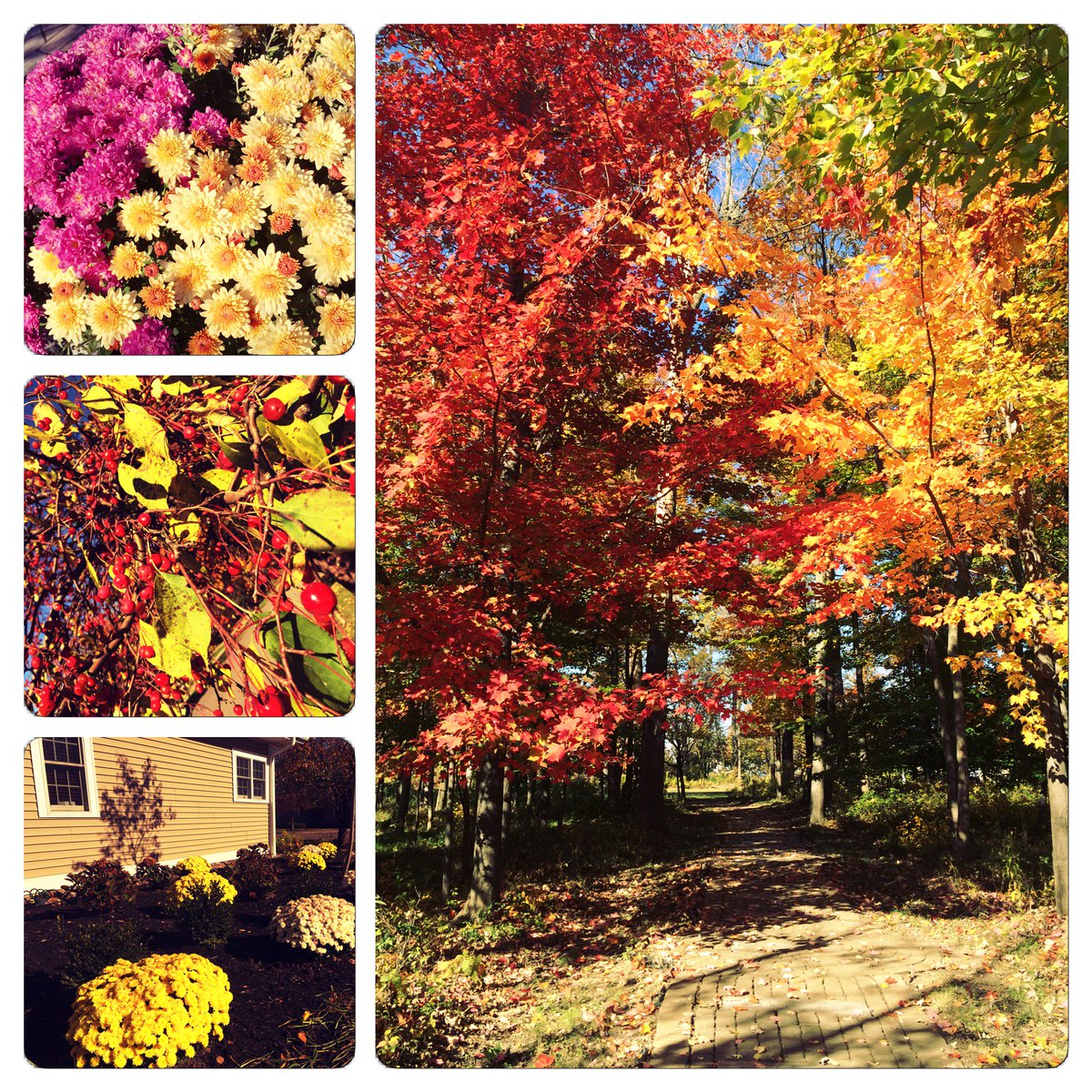 hospicebuffalo's tweet photo. Happy Friday everyone! The beautiful colors of #Fall have arrived at the #Hospice Mitchell Campus! #FallinBuffalo https://t.co/QWnVU36KQS