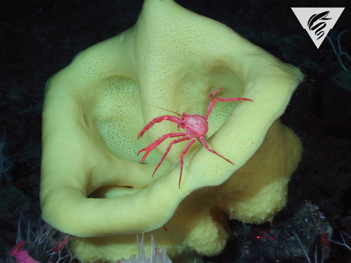 MBARI_News's tweet photo. This lithodid crab sits atop a yellow sponge on Davison #Seamount. Seamount VIDEO: https://t.co/pHYLZLJbtm https://t.co/W79xMeY6yT