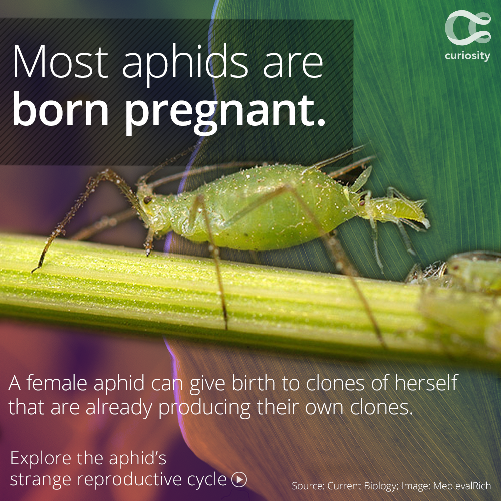 curiositydotcom's tweet photo. They’re not diptera, but they’re still PRETTY cool: @BioInFocus https://t.co/Vx2GzUEQTL https://t.co/yYJCgwtrZB