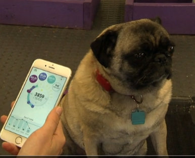 DaybreakApril's tweet photo. NEXT ON #DAYBREAKinGJ: FAT CATS and dogs are getting tracked by owners with a device meant for humans. #petbit https://t.co/OdBZSfHVPv