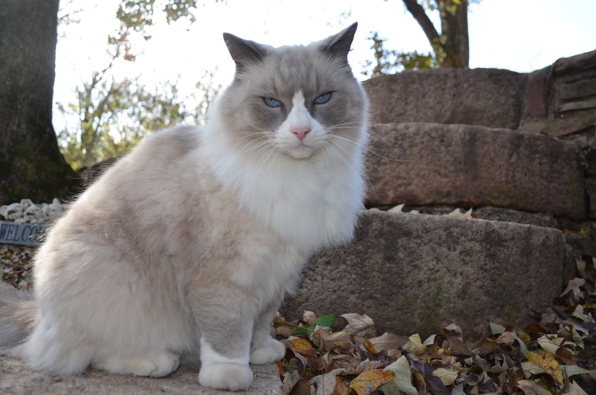RossMillFarm's tweet photo. A big MEOW from the prettiest kitty cat around!  #happyfriday #catsoftwitter #farmlife #love #meow https://t.co/I3v0oJDZKP