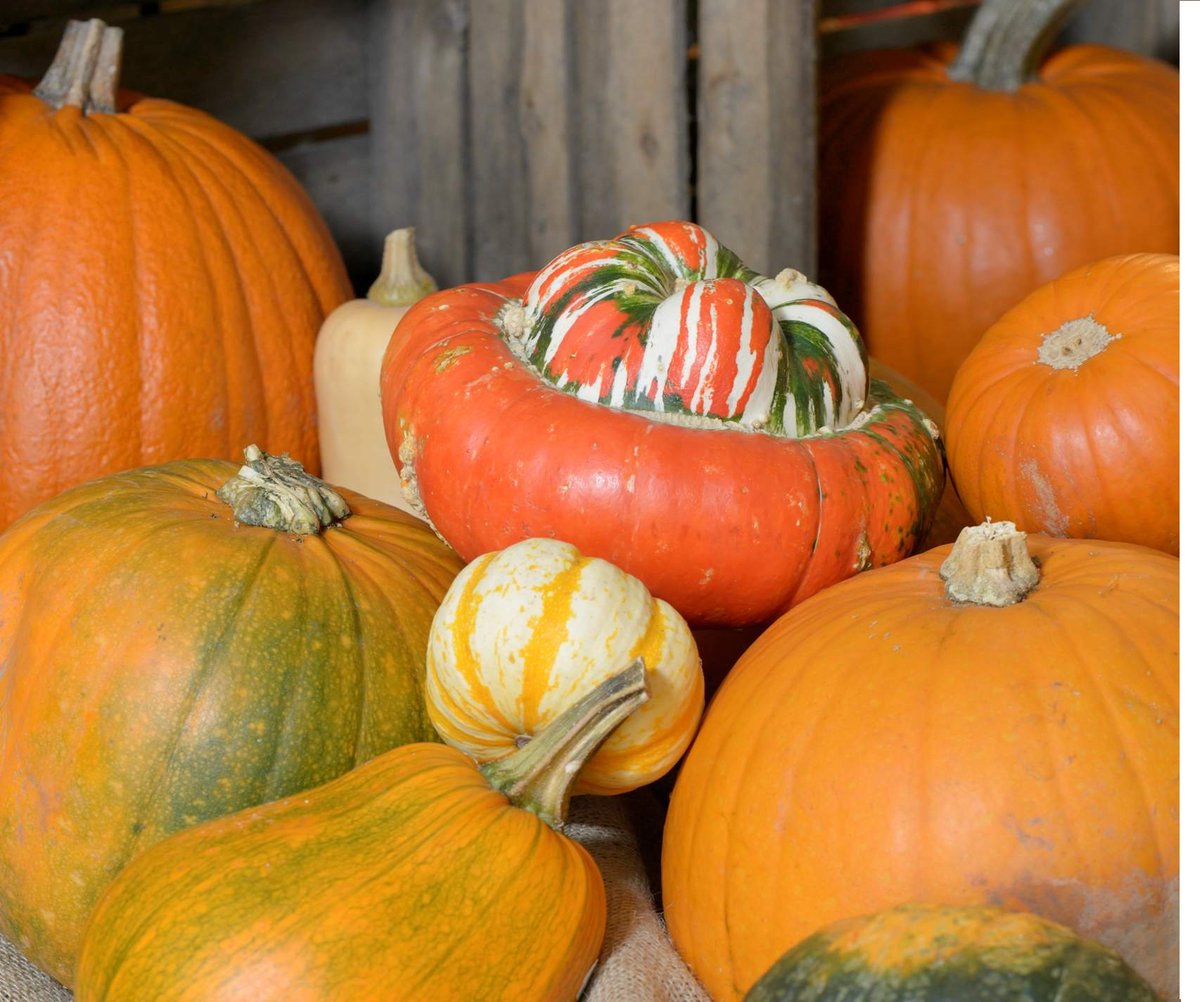 rumwellfarmshop's tweet image. There is still time to pick up your #Pumpkins ready for #Halloween this Saturday #GetCarving!