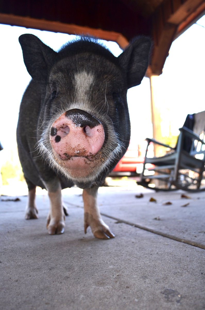 RossMillFarm's tweet photo. Willow is the Snout of the Day!  Such a beautiful pig!  #pigs #potbelliedpig #farmlife #petpigs #love #snout #sweet https://t.co/CDfiVWhg66