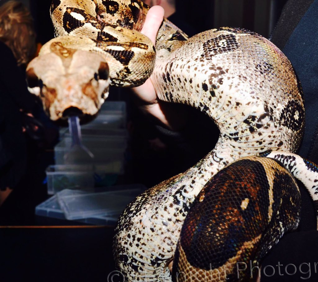 UoG_Netball's tweet photo. Meet and hold the reptiles!!! 🐉 #FaceYourFears https://t.co/3YbGfiVcEr