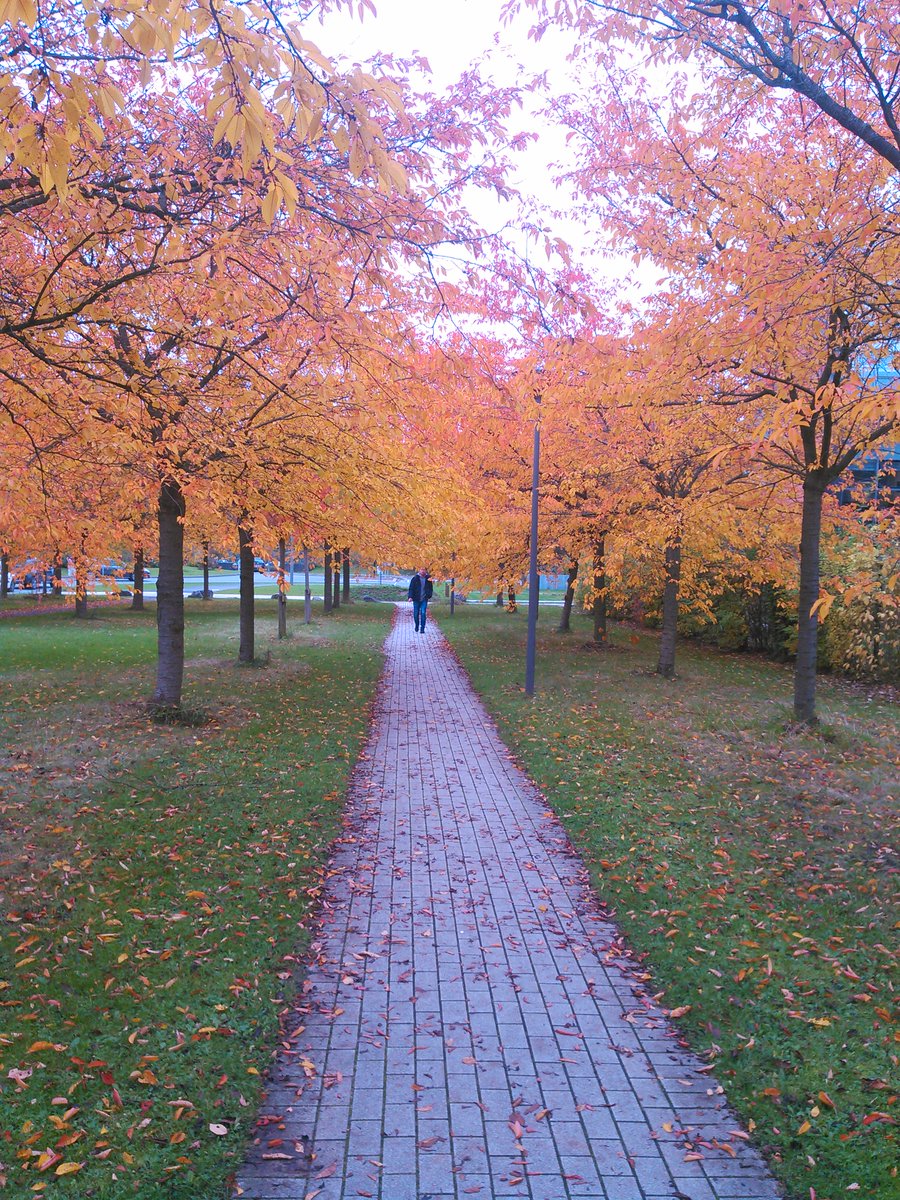 ClemFmy's tweet image. C'est l'automne devant l' @Inria_Lille