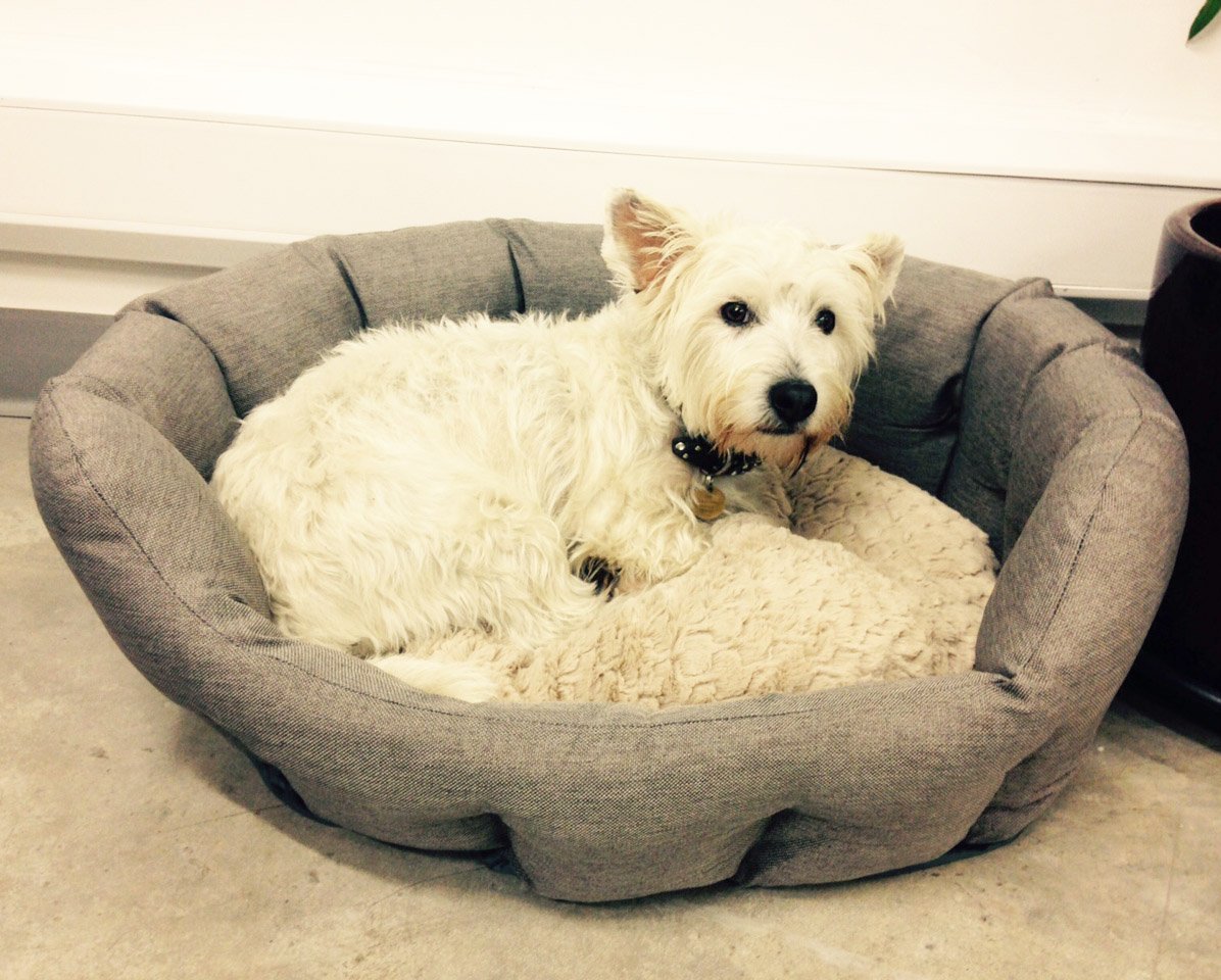 Steve just loves his <a href="/HandpickedC/">HandpickedCollection</a> Dog bed!
To spoil your pup visit handpickedcollection.com/dog-bed.html 
#dog #dogbed #gifts