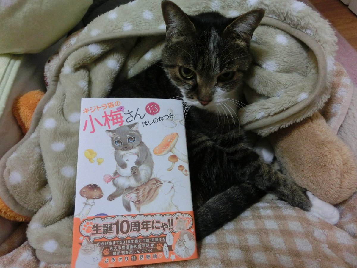 ほしのなつみ 21 2月22巻発売 キジトラ猫の小梅さん 13巻 10月19日発売しました よろしくお願い致します 写真はさくら 去年の冬に鼻の中にガンができて放射線治療をしていましたが その後のct検査で奇跡のようにガンがなくなってました 再発の