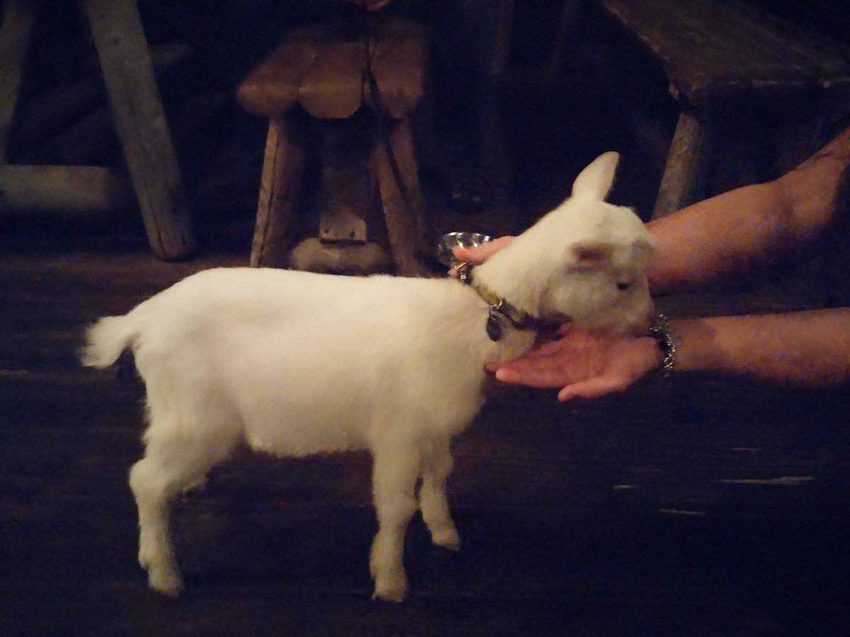 sklarbodds's tweet photo. So a guy with a goat walls into a bar...#dotblueSC #canthelpthecubsnow #randomtwitterfriday https://t.co/Dah3T594PK