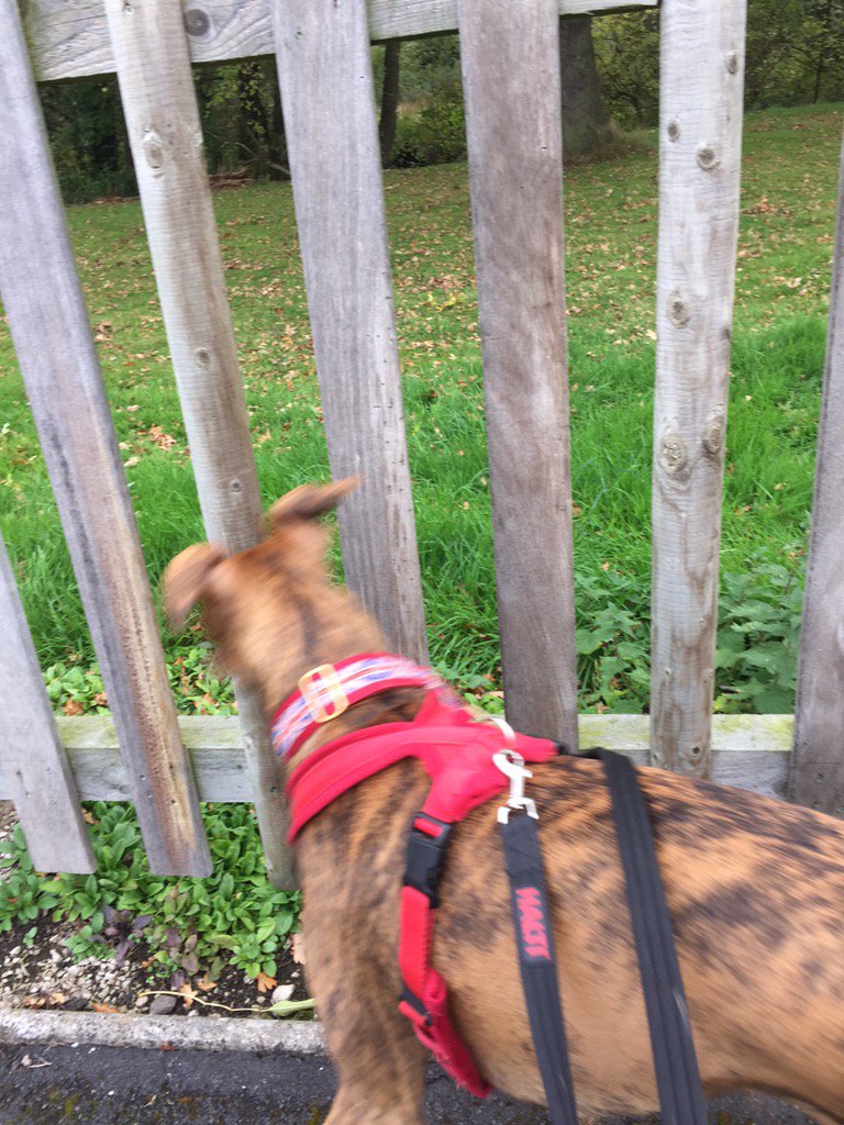 NWDogRescue's tweet photo. There was a SQUIRREL!!!!!!!!! I saw it!!!! #Asbo https://t.co/5dcTP1NzxL