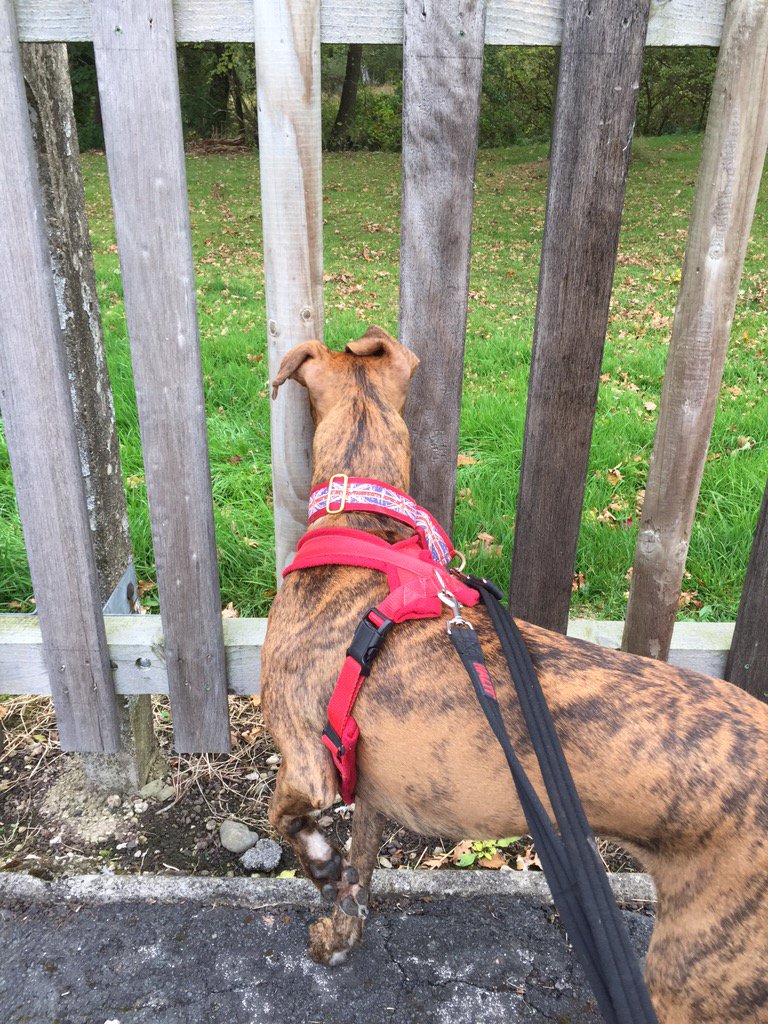 NWDogRescue's tweet photo. There was a SQUIRREL!!!!!!!!! I saw it!!!! #Asbo https://t.co/5dcTP1NzxL