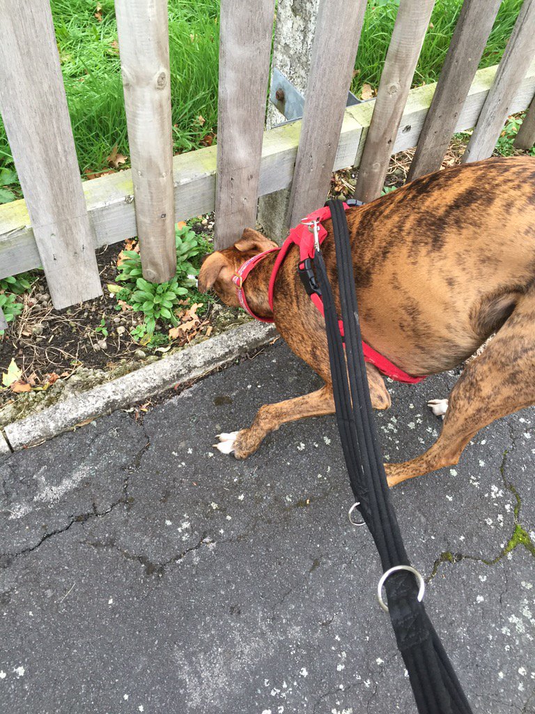 NWDogRescue's tweet photo. There was a SQUIRREL!!!!!!!!! I saw it!!!! #Asbo https://t.co/5dcTP1NzxL