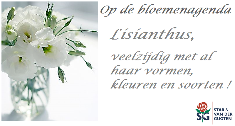 #stargugten