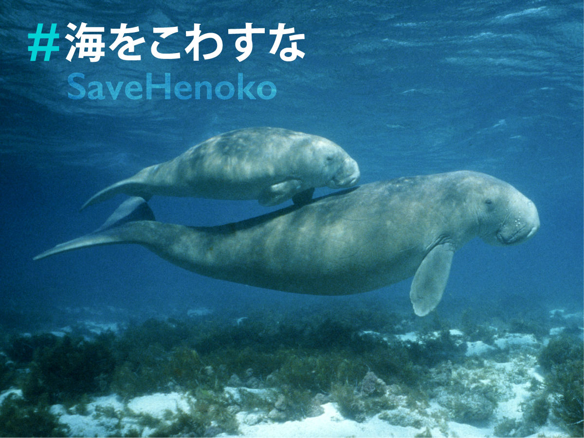 ট ইট র グリーンピース ジャパン ジュゴンが生息する命の海を守ろう T Co 4cn0spb7uw 沖縄県 辺野古 大浦湾は ジュゴンなど262種の絶滅危惧種が暮らす豊かな海 米軍の新基地建設から命の海を守る活動を続ける人々に応援の声を届けよう T