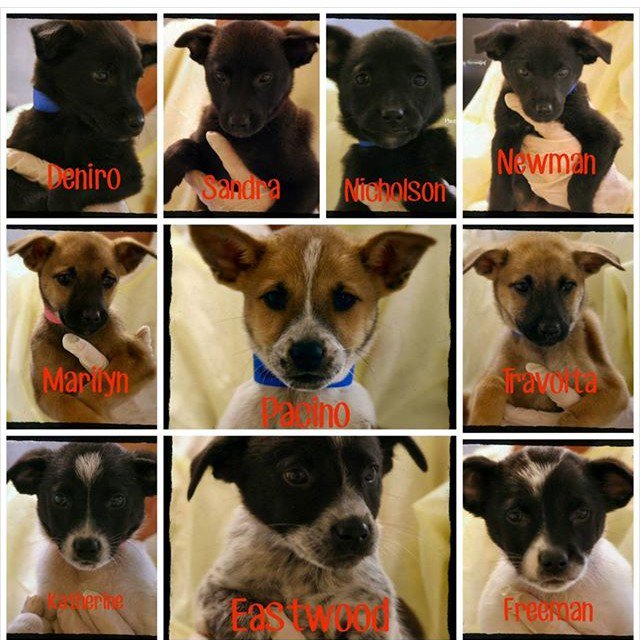 DogDaysAdoption's tweet photo. Puppies, Puppies, PUPPIES!!!! #adopt Nov 7th &amp; 8th https://t.co/Ee0vLzhW8Y