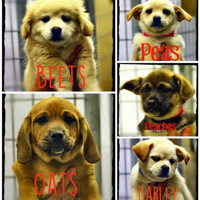 DogDaysAdoption's tweet photo. Believe it or not, we are all from the same litter #adopt #dogdays https://t.co/Nk2XE1js1A