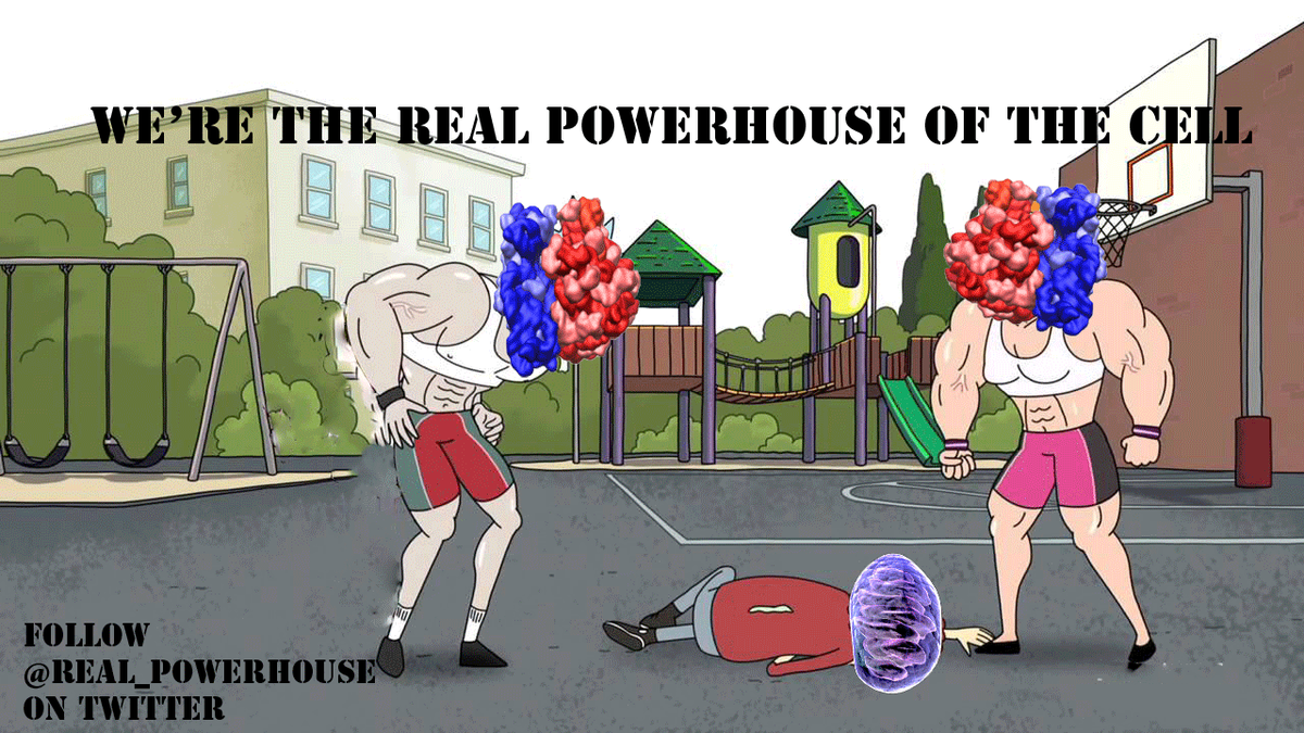 Real_PowerHouse's tweet photo. A natural encounter between organelles
#TheRealPowerHouseOfTheCell #Ribosomes2015 https://t.co/0eoS5G56JJ