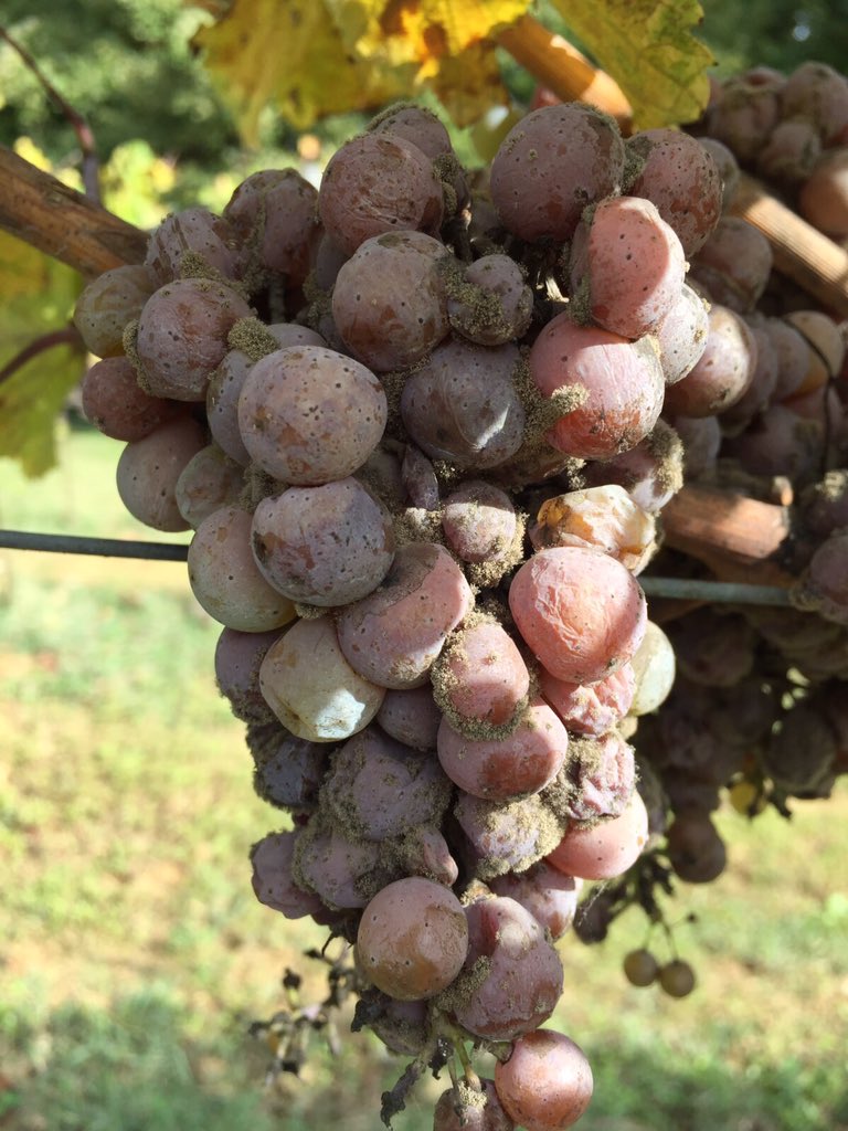 Our grapes for our Muffato are ready!!!!!